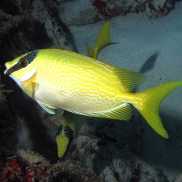 Siganus Puellus : 10 à 12 cm